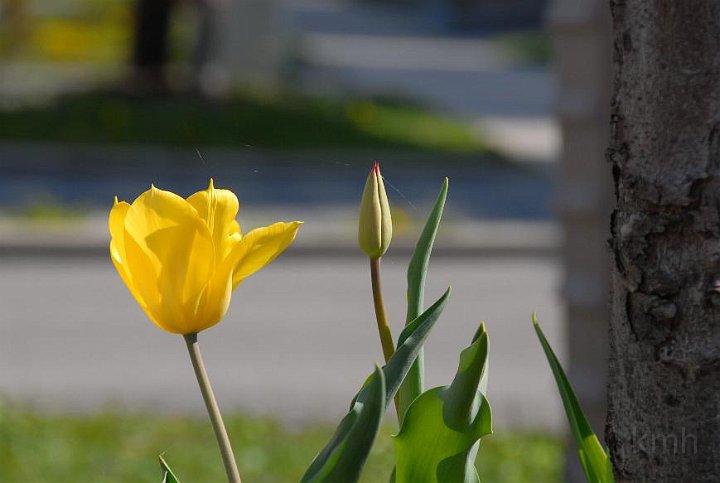 tulip1.jpg - Hoa Tulip vàng